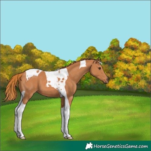 Horse Color:Chestnut Tobiano 