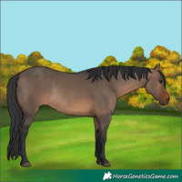 Horse Color:Brown Dun Rabicano 