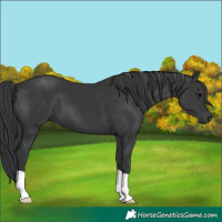 Horse Color:Black 