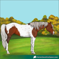 Horse Color:Silver Bay Tobiano 