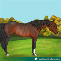 Horse Color:Brown Rabicano 