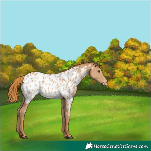 Horse Color:Chestnut Near Leopard 