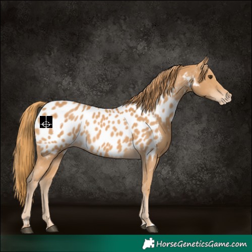 Horse Color:Chestnut Appaloosa 