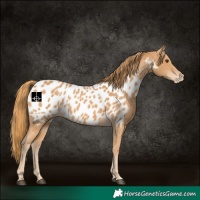 Horse Color:Chestnut Appaloosa 