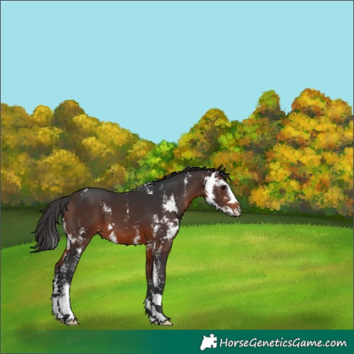 Horse Color:Brown Sabino 