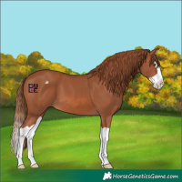 Horse Color:Chestnut Splash Appaloosa 