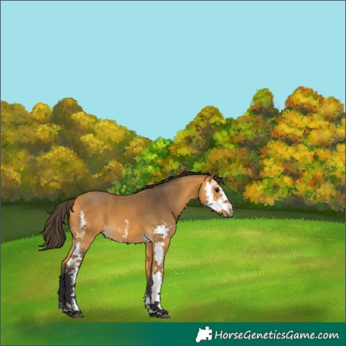 Horse Color:Buckskin Sabino 