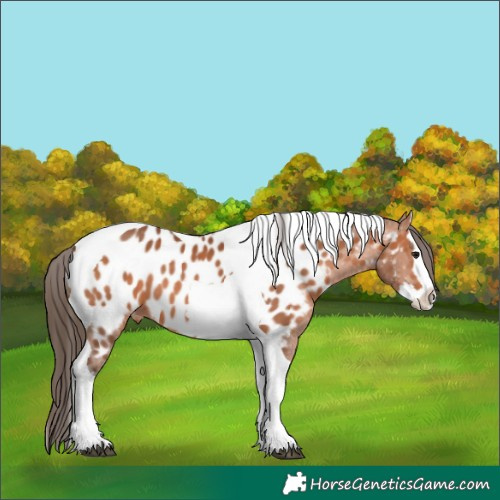 Horse Color:Bay Splash Tobiano Near Leopard 