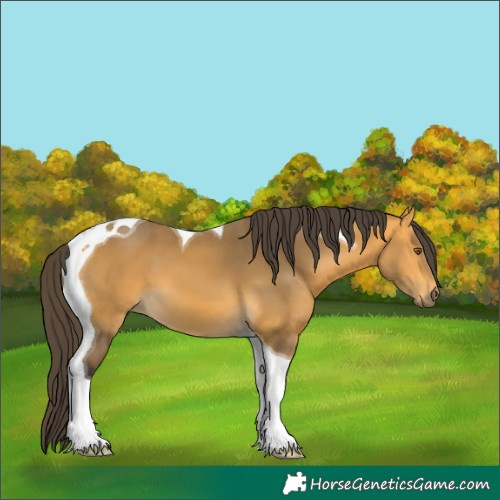 Horse Color:Buckskin Tobiano 