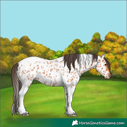 Horse Color:Unknown 