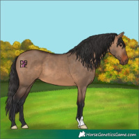 Horse Color:Brown Dun 