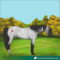 Horse Color:Smoky Blue Roan  and Smoky Blue Roan 