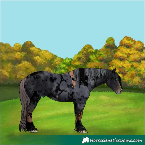 Horse Color:ERROR: UNKNOWN ANOMALY