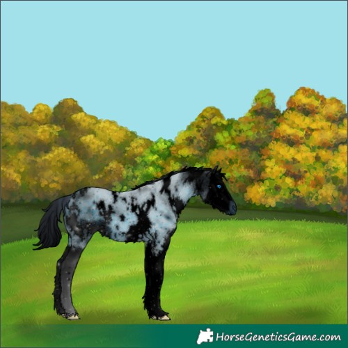 Horse Color:ERROR: UNKNOWN ANOMALY