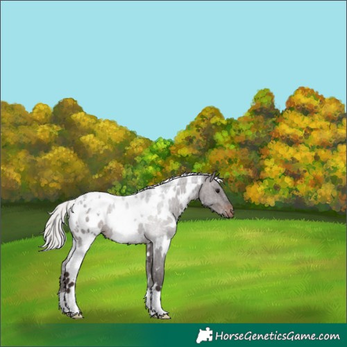 Horse Color:White Spotted Silver Brown Appaloosa 
