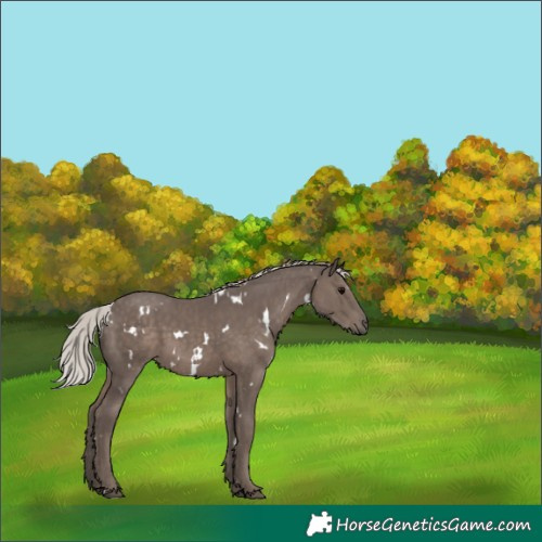 Horse Color:White Spotted Silver Black 