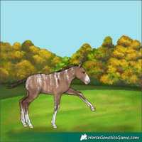 Horse Color:Powder White Liver Red Dun 