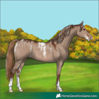 Horse Color:Powder White Liver Red Dun 