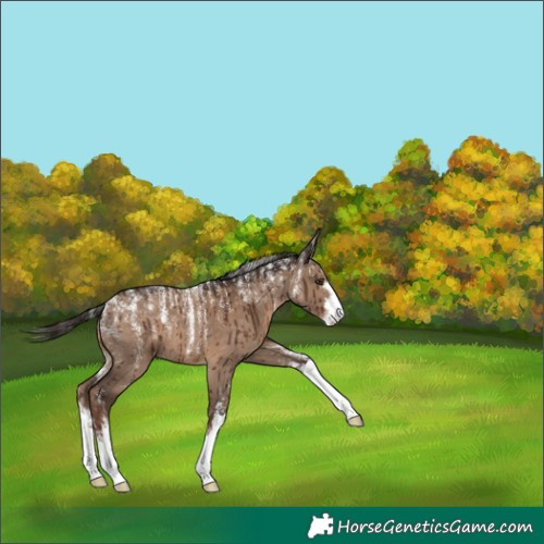 Horse Color:Powder White Liver Red Dun Brindle
