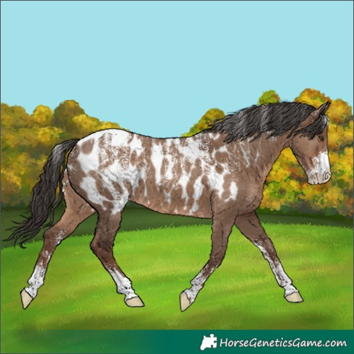Horse Color:Powder White Liver Red Dun Near Leopard 