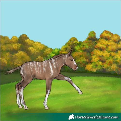 Horse Color:Powder White Liver Red Dun 