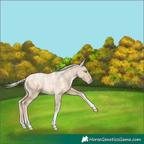 Horse Color:Powder White Chocolate Palomino Pearl Dun Appaloosa 