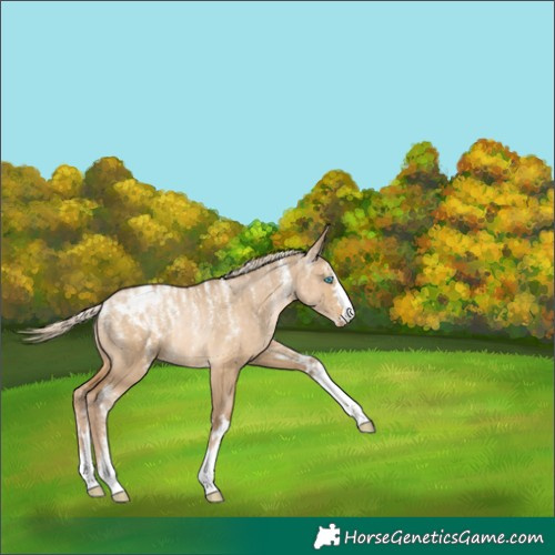Horse Color:Powder White Chocolate Palomino Pearl Dun Blanket 