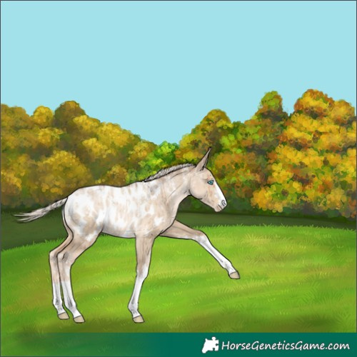 Horse Color:Powder White Chocolate Palomino Pearl Dun Near Leopard Brindle