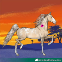 Horse Color:Powder White Chocolate Palomino Dun Appaloosa 