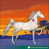 Horse Color:Powder White Chocolate Palomino Dun Blanket 
