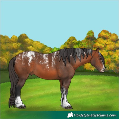 Horse Color:Powder White Bay 