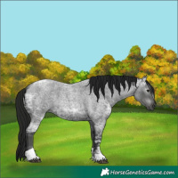 Horse Color:Gray Blue Ice Roan Tobiano