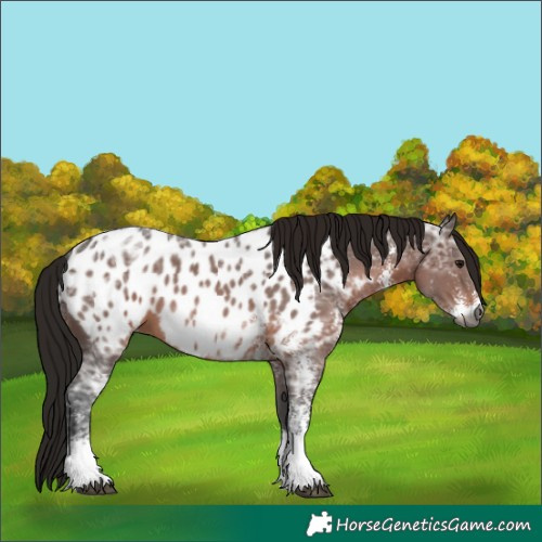 Horse Color:Gray Bay Ice Sabino Near Leopard 