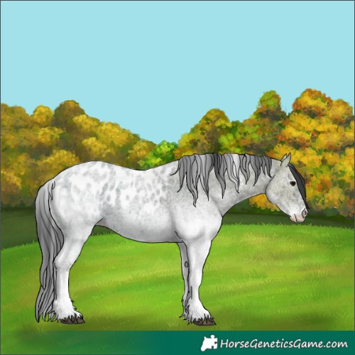 Horse Color:White Spotted Blue Ice Roan Appaloosa Rabicano 