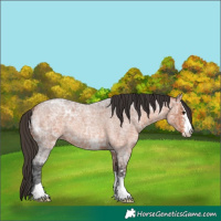 Horse Color:Bay Ice Roan 