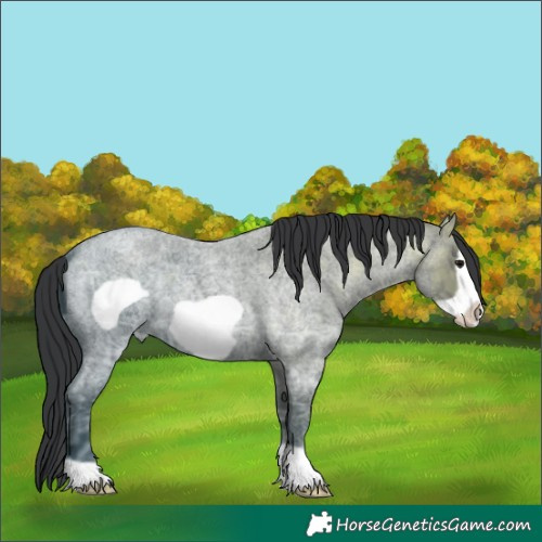 Horse Color:Blue Ice Roan Frame 