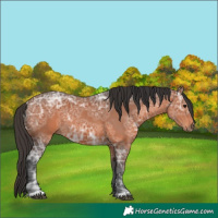Horse Color:Bay Ice 