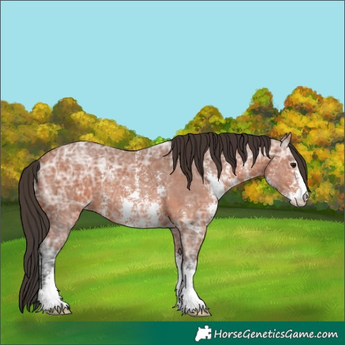 Horse Color:Bay Ice Sabino 