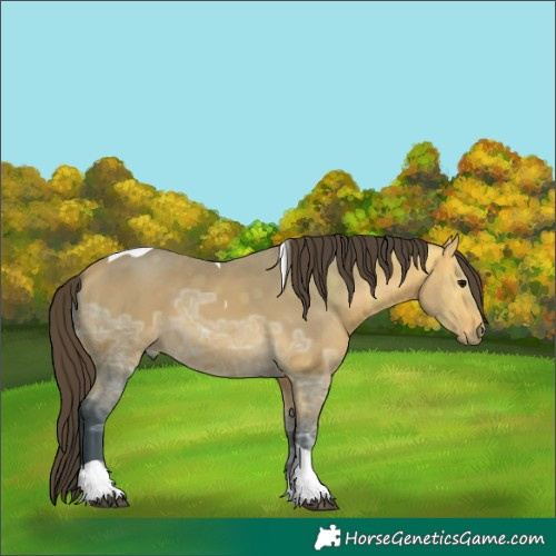 Horse Color:Unknown 