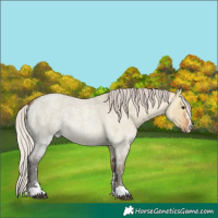Horse Color:Silver Bay Ice Roan Dun 