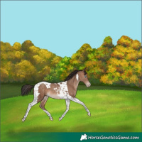 Horse Color:Sable Champagne Tobiano