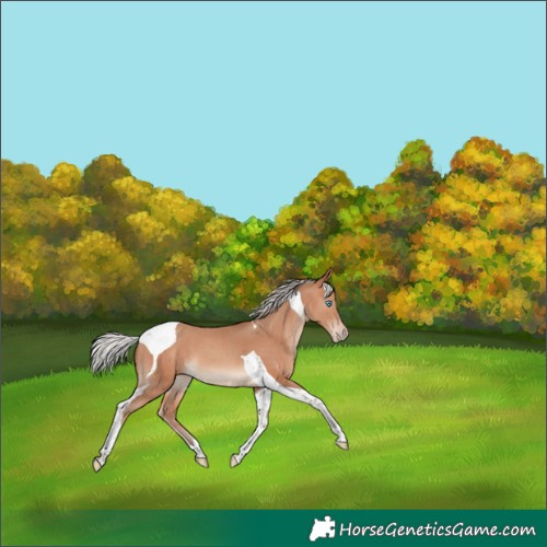 Horse Color:Silver Sable Champagne Tobiano 