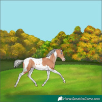 Horse Color:Silver Sable Champagne Tobiano