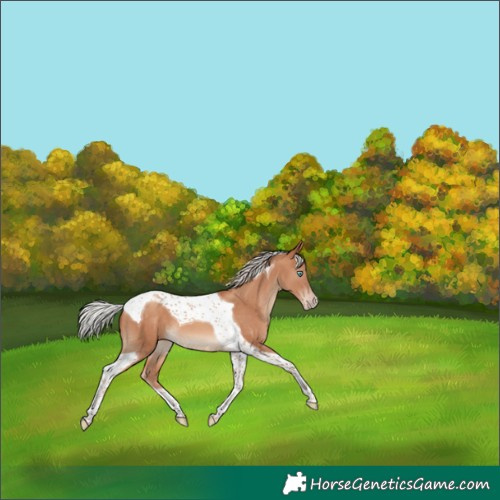 Horse Color:Silver Sable Champagne Tobiano 