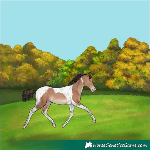 Horse Color:Sable Champagne Tobiano 