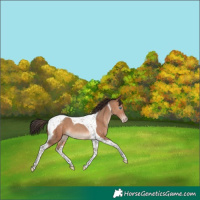 Horse Color:Sable Champagne Tobiano 