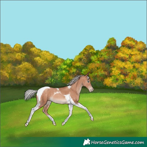 Horse Color:Silver Sable Champagne Tobiano