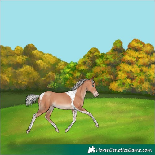 Horse Color:Silver Sable Champagne Tobiano 