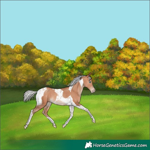 Horse Color:Silver Sable Champagne Tobiano