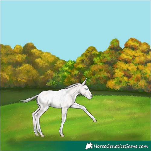 Horse Color:Silver Perlino Tobiano Appaloosa 